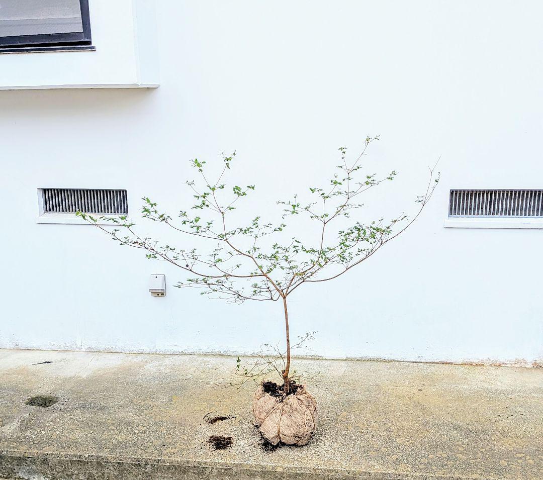 祝の盃形。。山採りヤマツツジ。