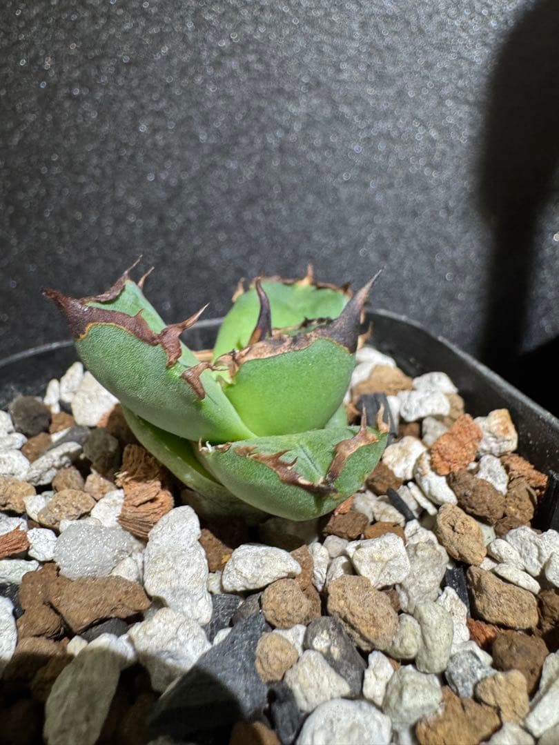 アガベ　黑曼巴　ブラックマンバ　lize血統