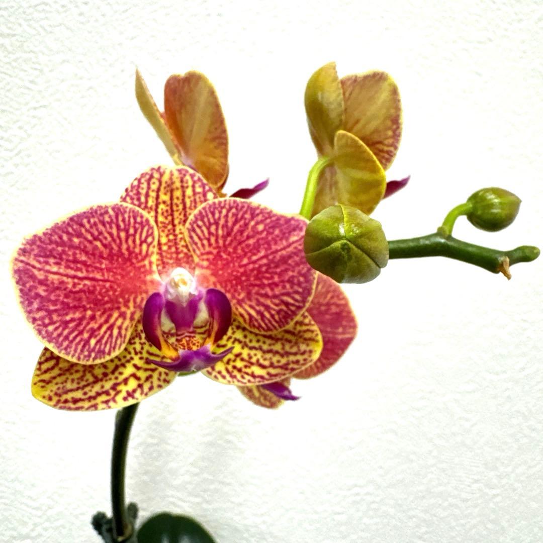 洋ラン洋蘭胡蝶蘭交配種コチョウラン Phal.Rea レア