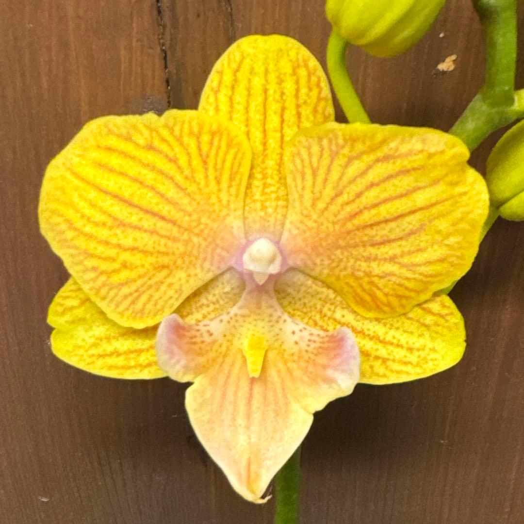 洋ラン洋蘭胡蝶蘭交配種コチョウラン Phal.Rea レア