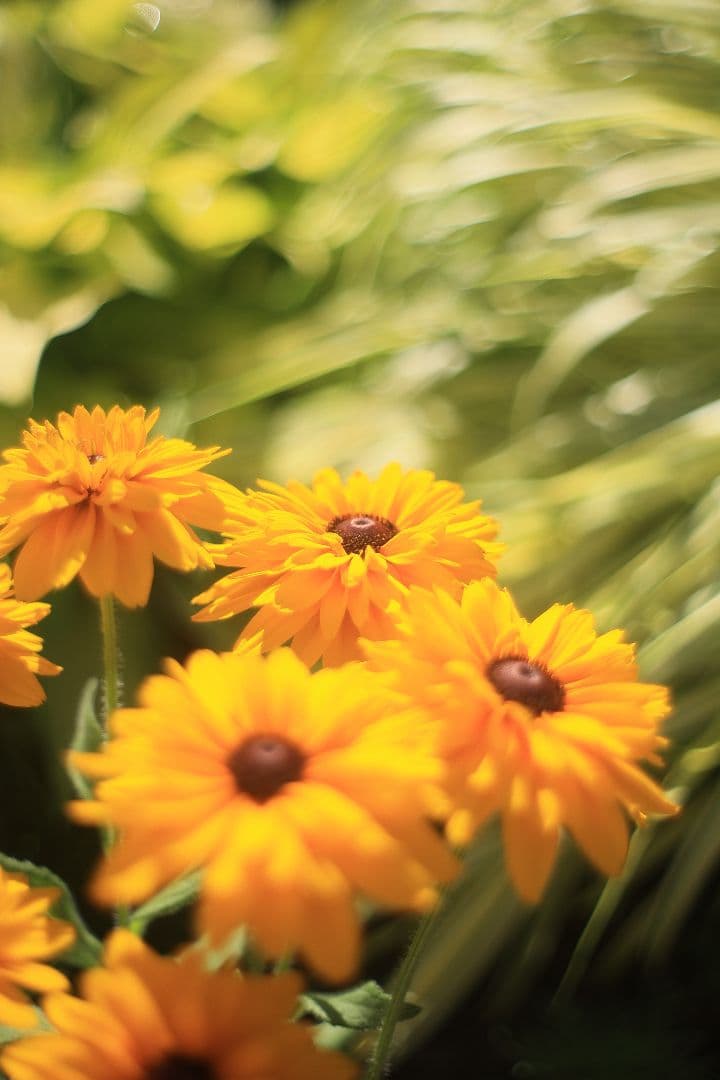 《希少》C.C. Petri Orikkor 50mm F2（M42）【良品】