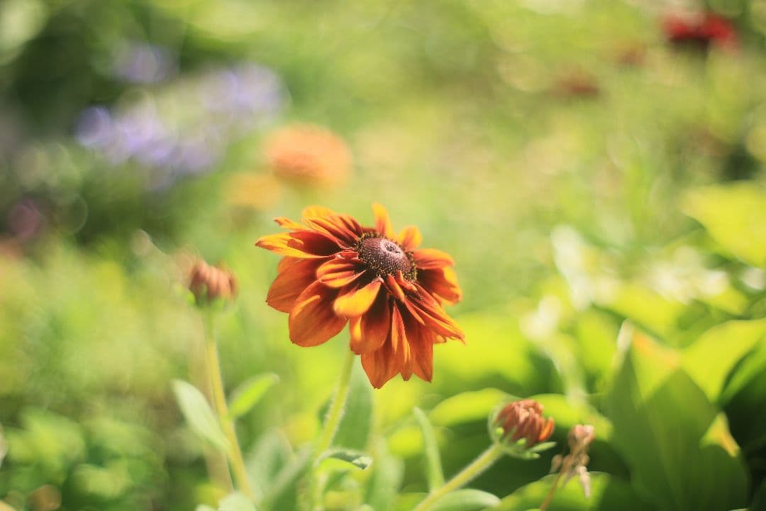 《希少》C.C. Petri Orikkor 50mm F2（M42）【良品】