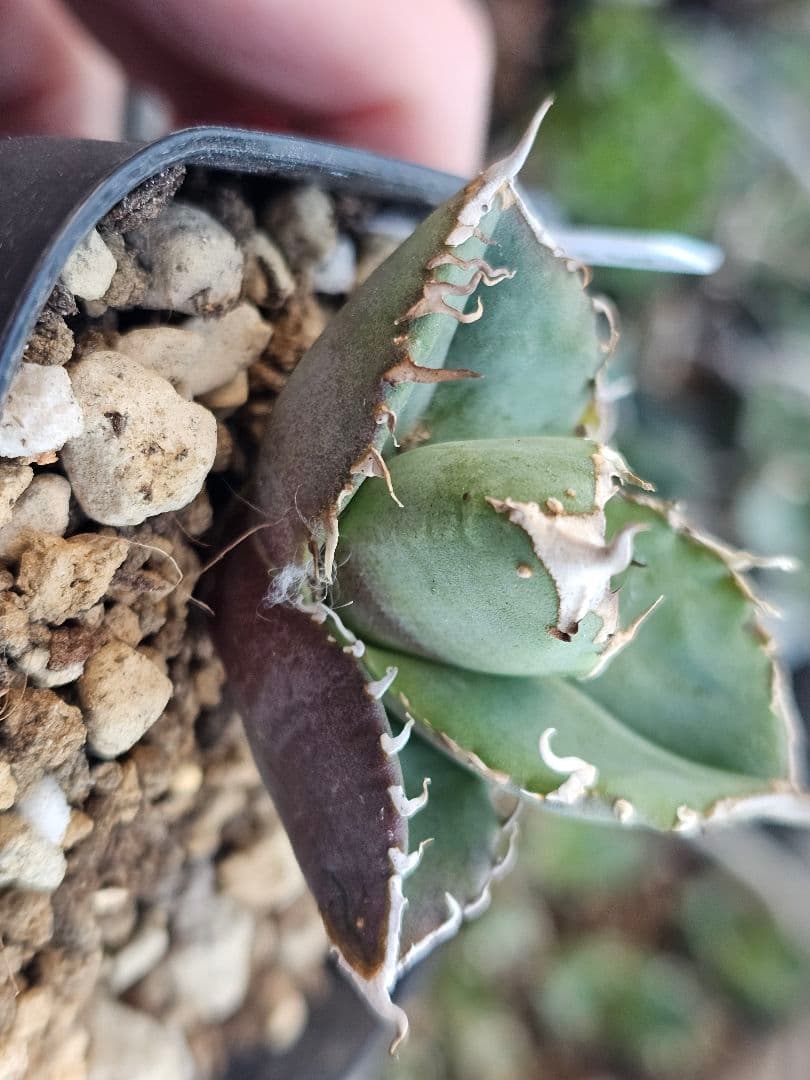 アガベ　チタノタ　満天星②TC ぶつぶつ 台湾産正規品 根付き苗 ブツブツ株