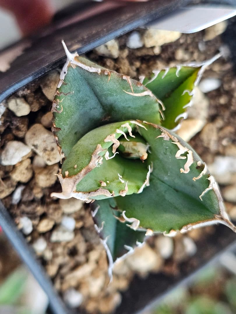 アガベ　チタノタ　満天星②TC ぶつぶつ 台湾産正規品 根付き苗 ブツブツ株