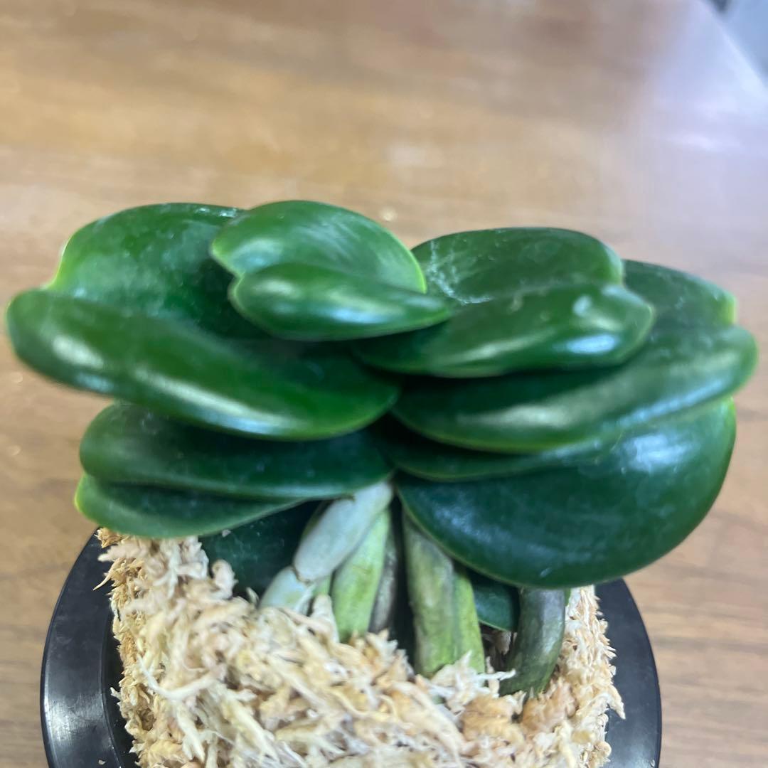 名護蘭　ナゴラン　青王達磨