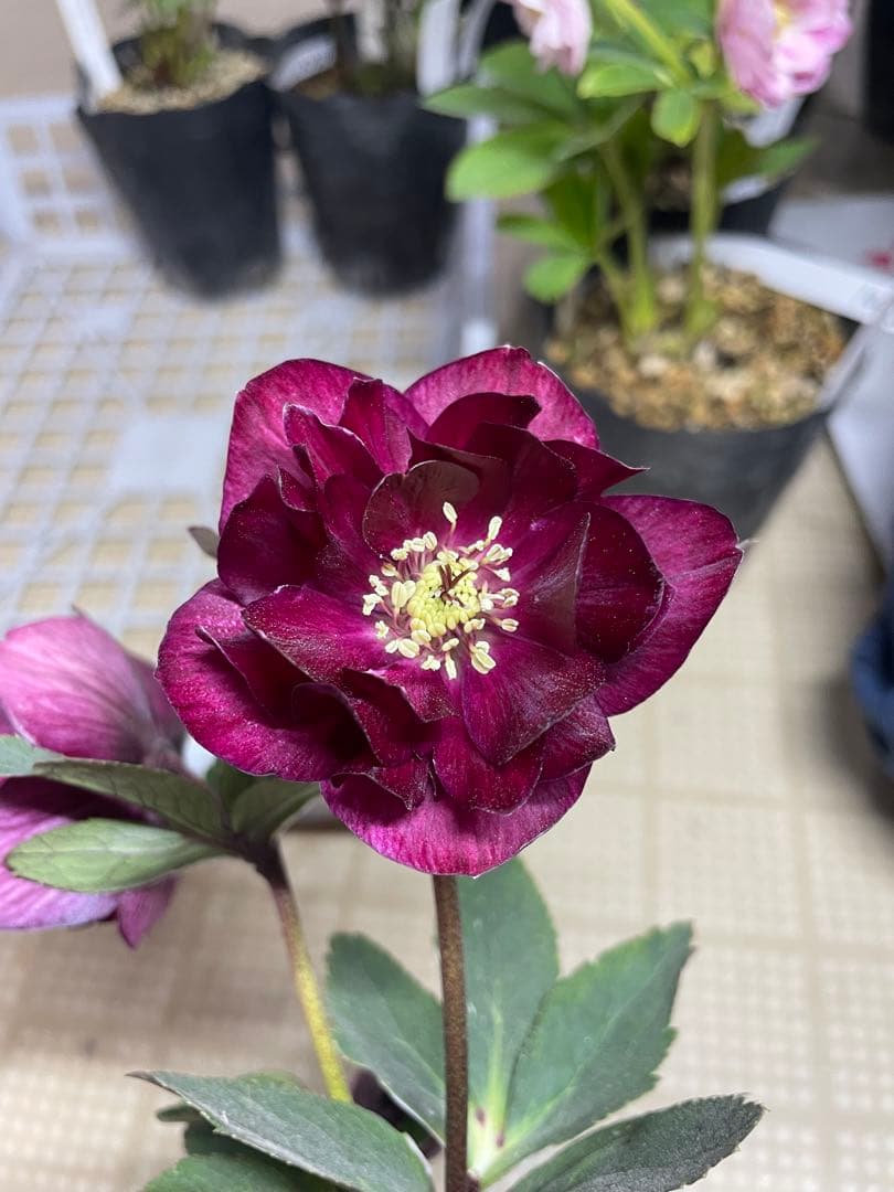 加藤農園 キラメキ⭐︎レッド クリスマスローズ