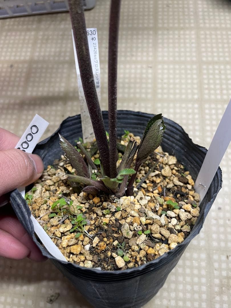 加藤農園 キラメキ⭐︎レッド クリスマスローズ