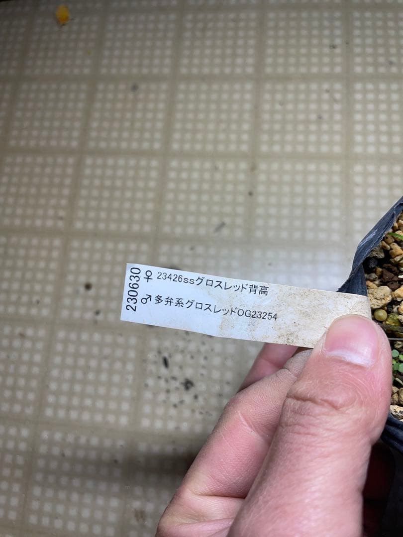 加藤農園 キラメキ⭐︎レッド クリスマスローズ