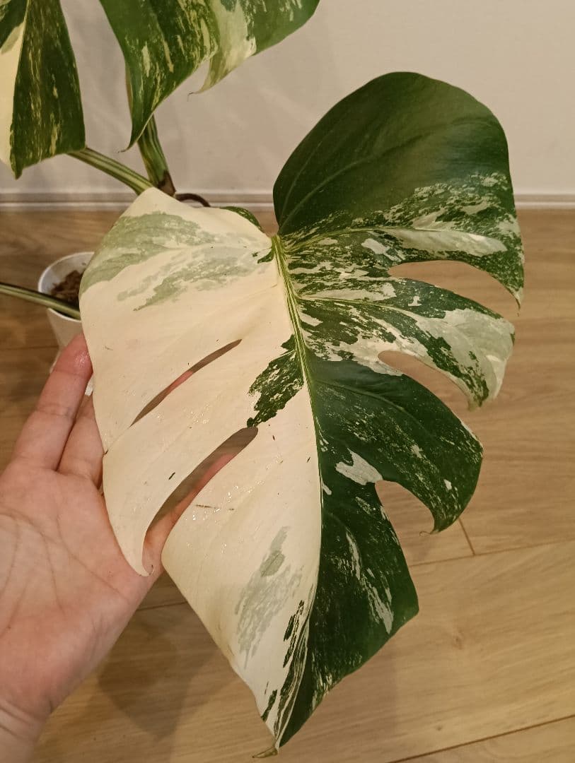 特別な１鉢☆モンステラ・ボルシギアナ・ホワイトタイガー①