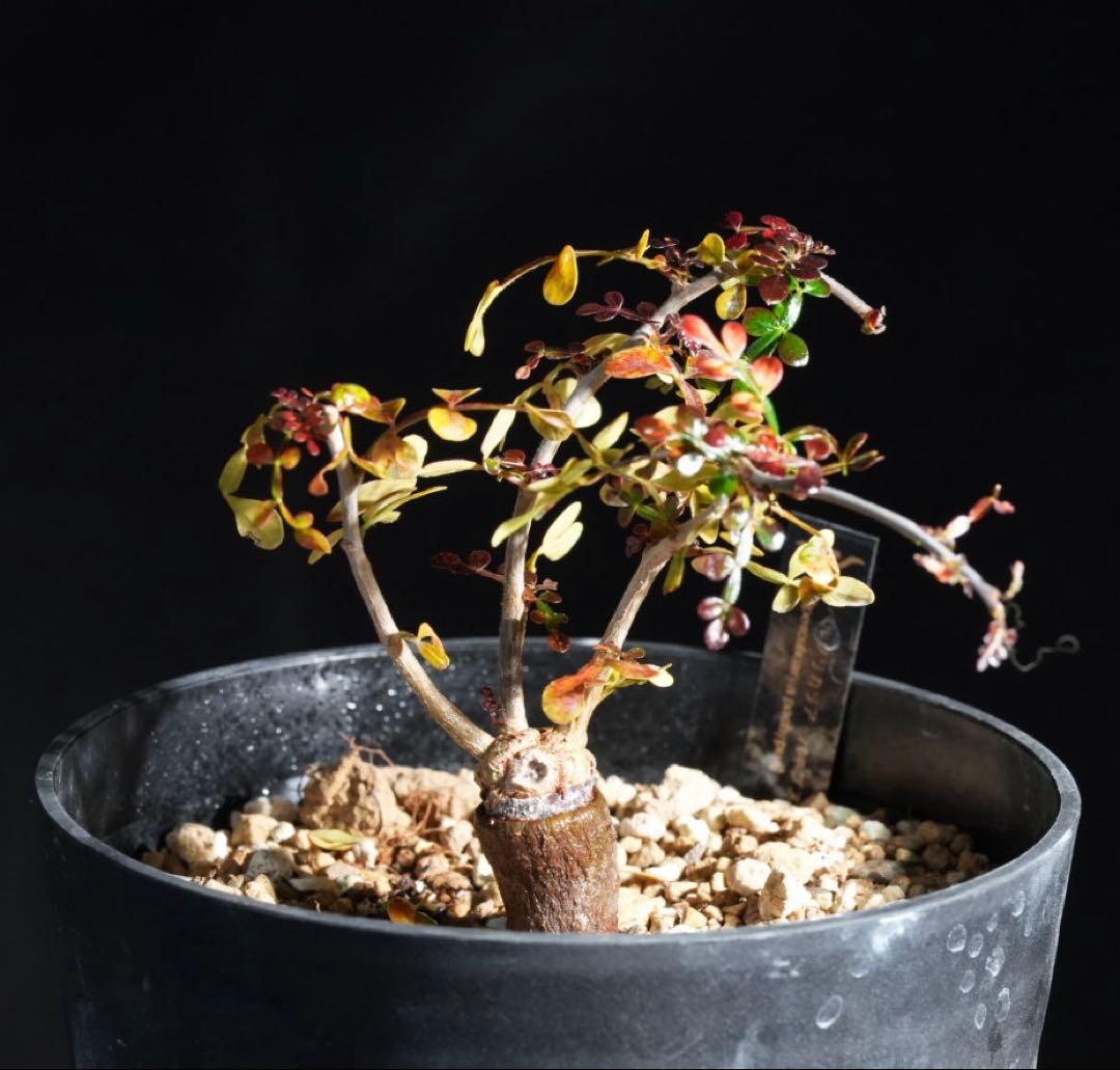 オペルクリカリアパキプス　【根挿し2年目】管理No.Q