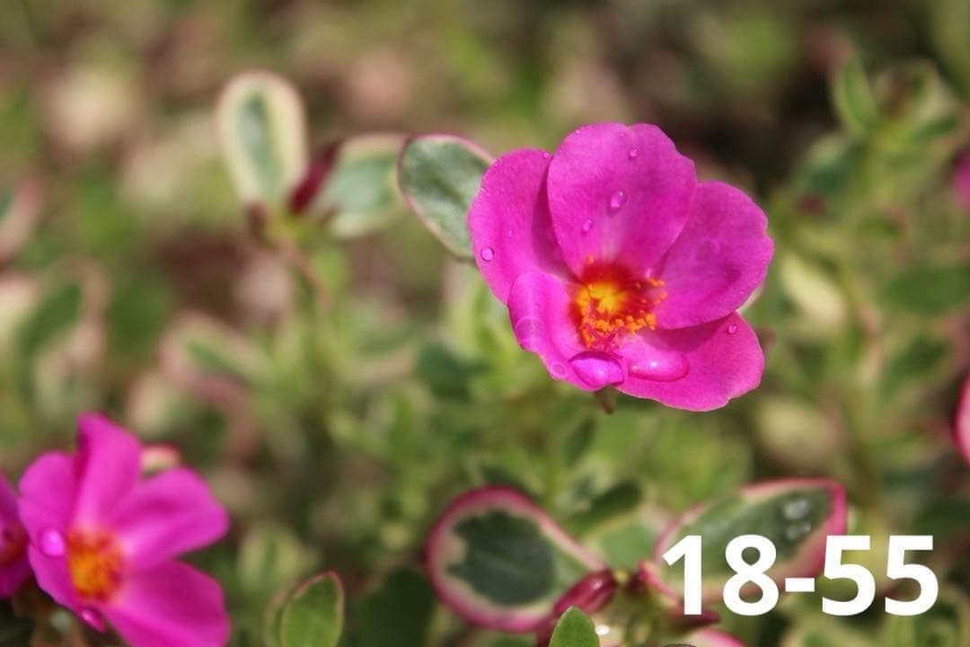 【世界最小一眼レフ】Canon Kiss X7 ダブルレンズセット ショット数少