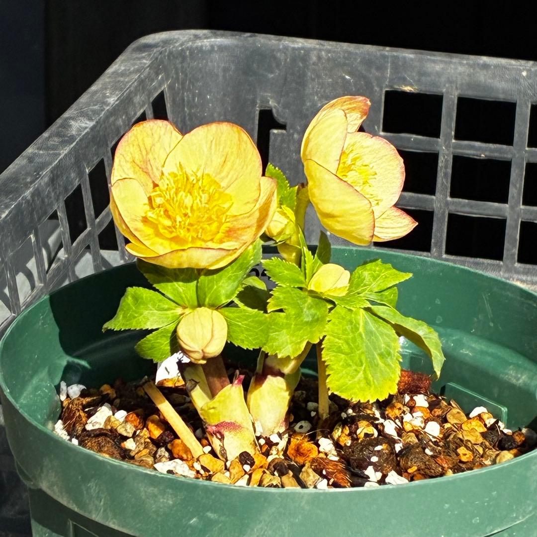 も*読様 546☘️蕾花タグ付☘️極上☘️SD⭐️蜃気楼⭐️小輪⭐️コロコロカッ