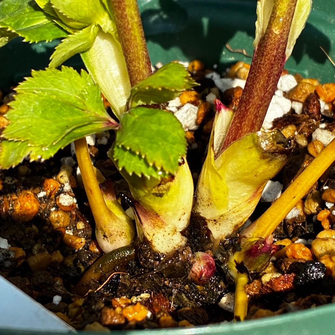 も*読様 546☘️蕾花タグ付☘️極上☘️SD⭐️蜃気楼⭐️小輪⭐️コロコロカッ