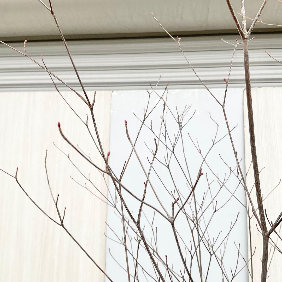 Oさん専用 山採り アブラツツジ　/7