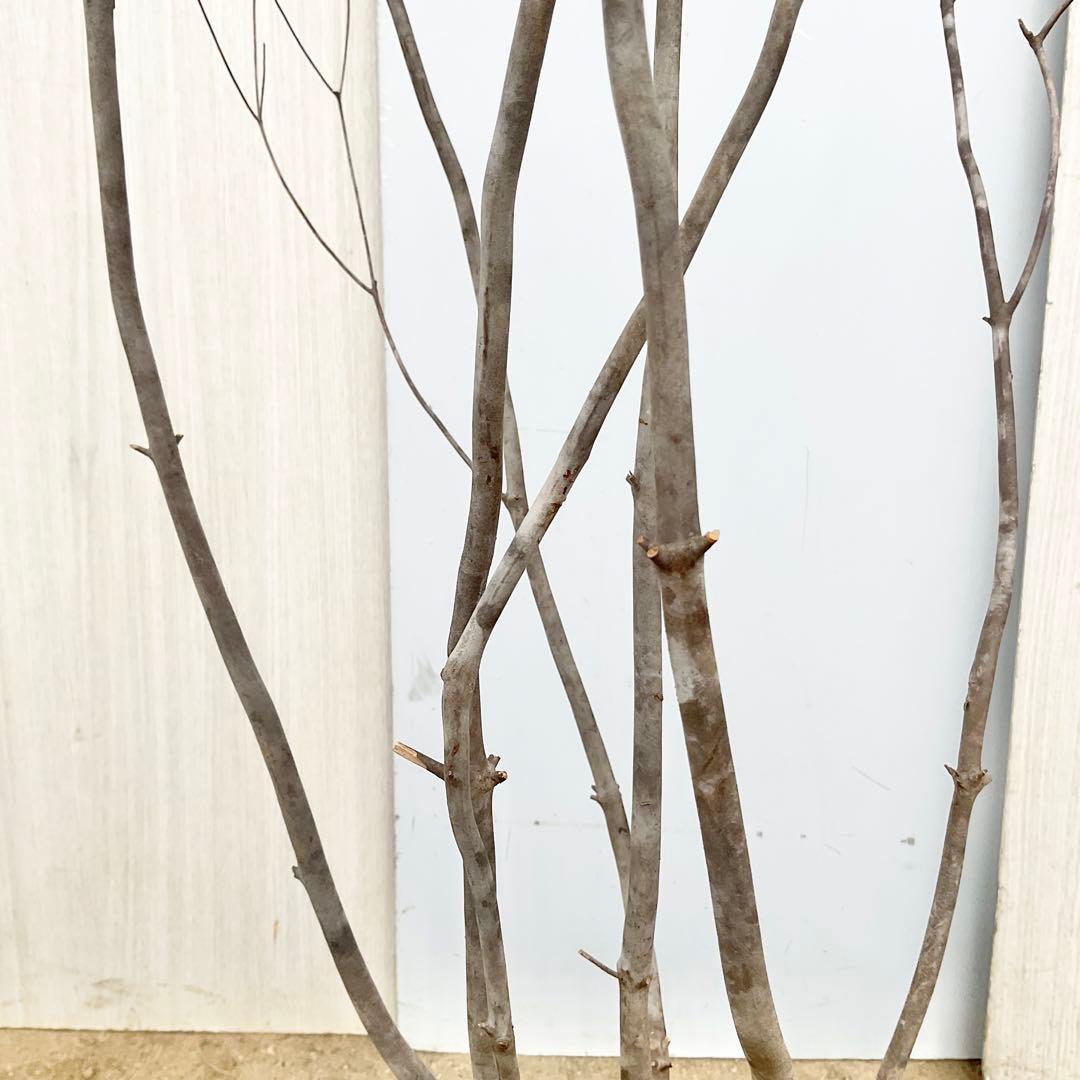 Oさん専用 山採り アブラツツジ　/7