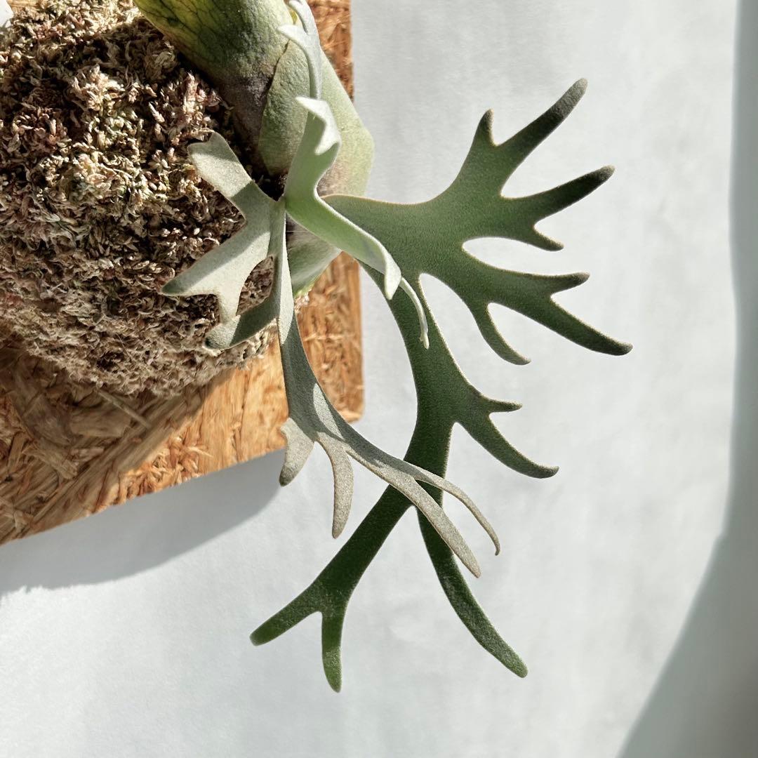 P. Willinckii Totoro' （spore）