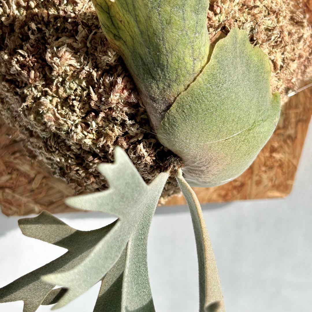 P. Willinckii Totoro' （spore）