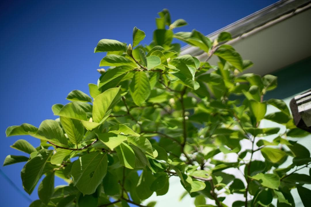 フィルムカメラ Nikon FE / Ai NIKKOR 50mm F1.4