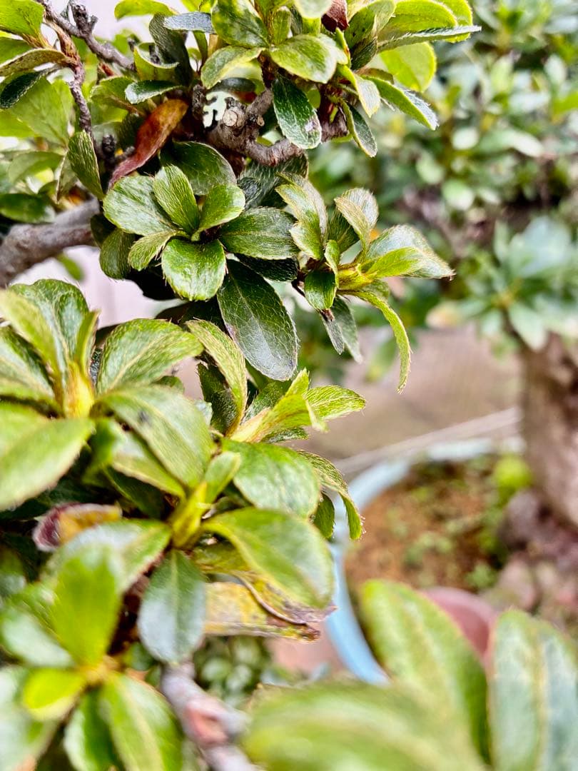 皐月盆栽華宝
