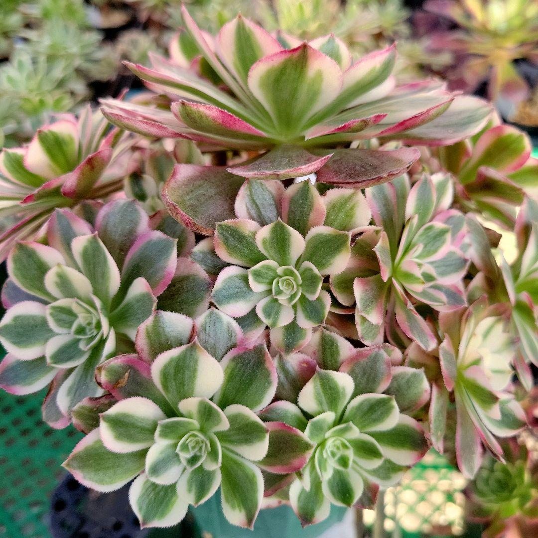 アエオ最新品種　ノブレス錦 BIG王特大群生　抜き苗