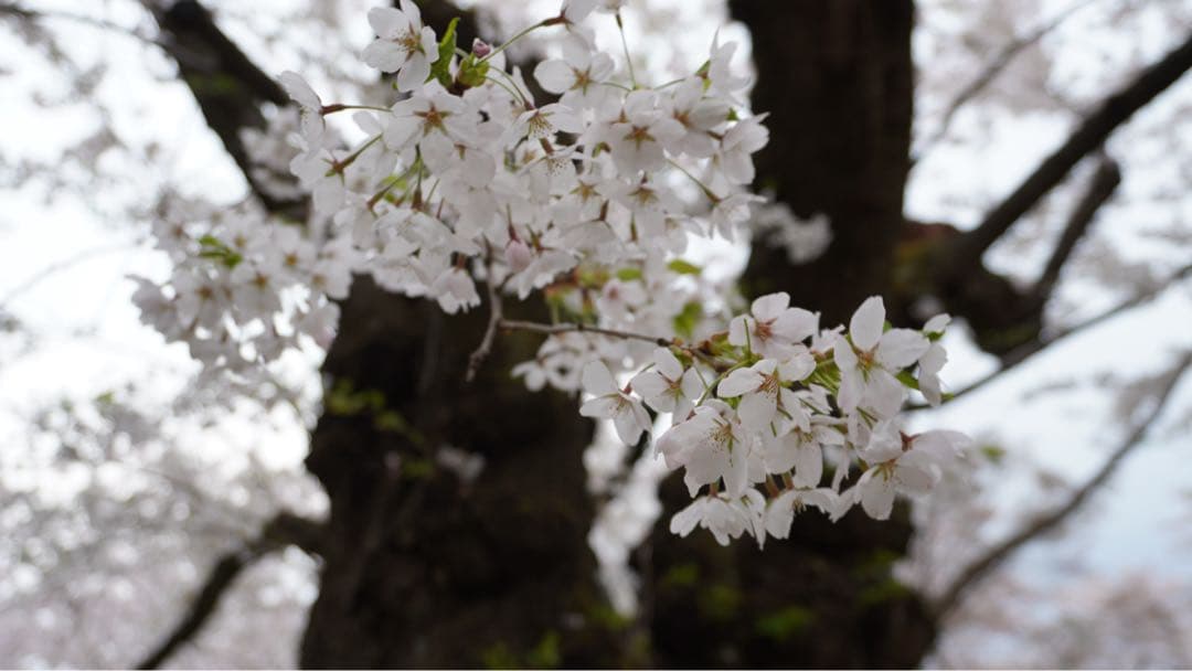 SONY α6400 ダブルズームレンズキットミラーレス一眼