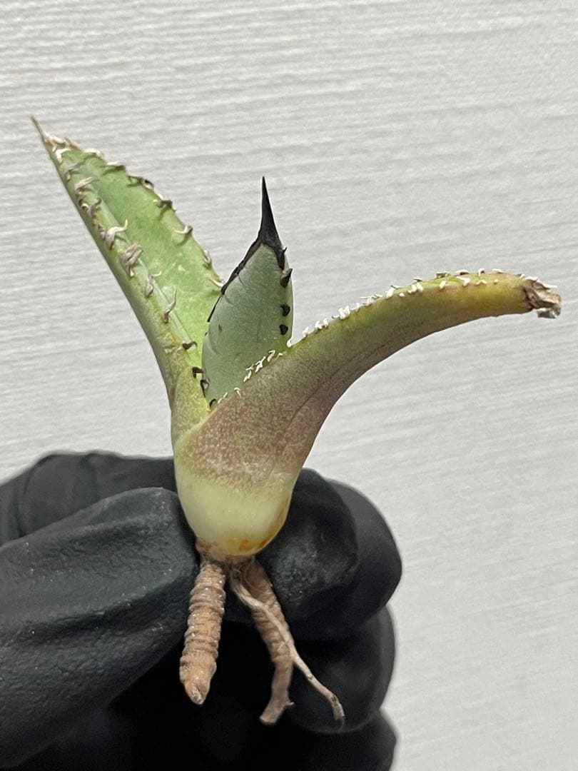 ジェレミー産Hidden Agaveアガベ ホワイトファング&クリープ