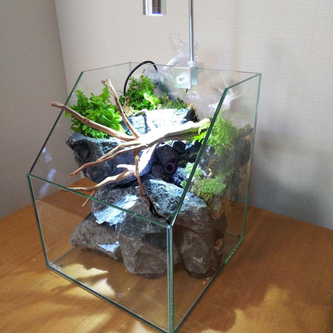 【受注生産】 苔テラリウム 苔ボトル ホソバオキナゴケ　アクアテラリウム