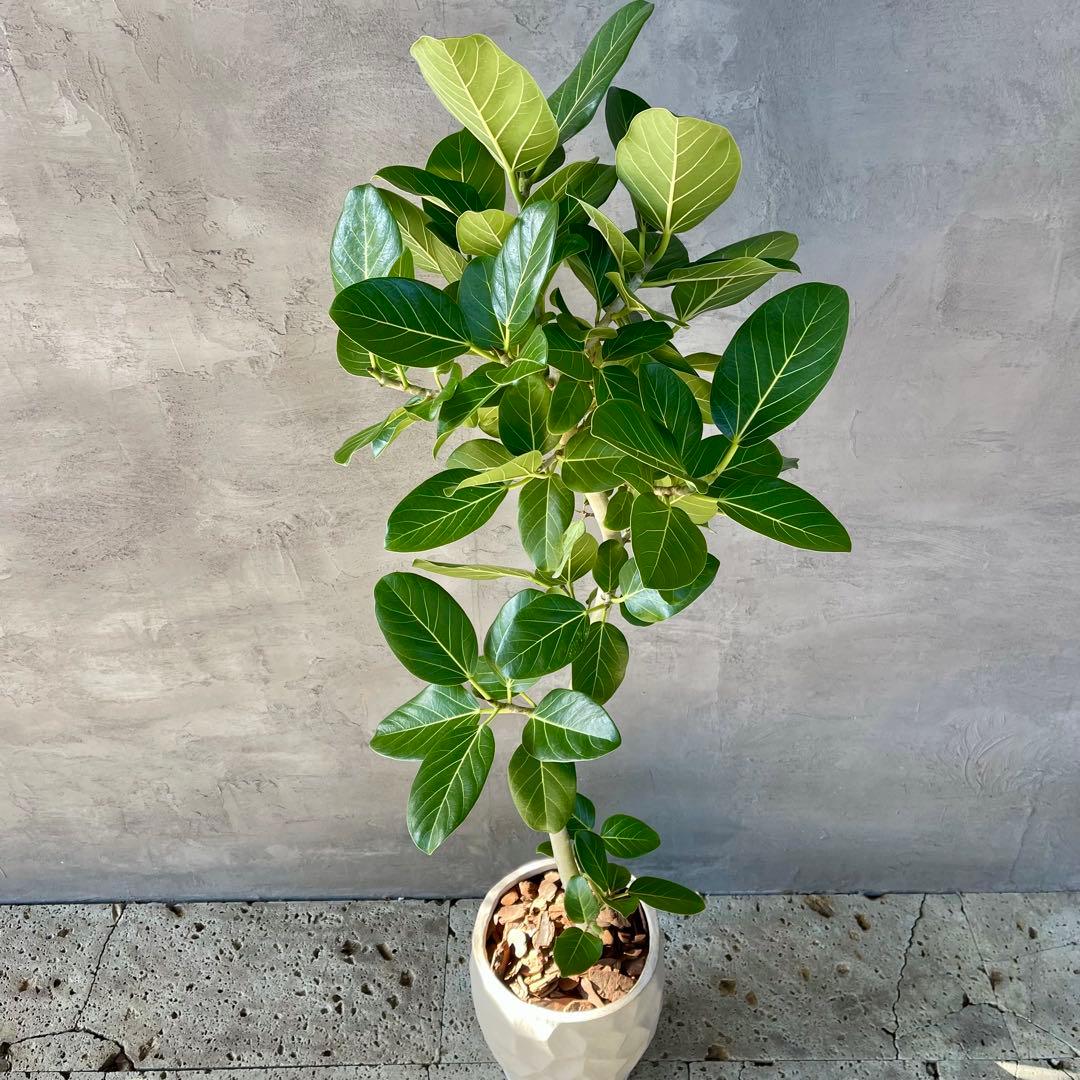 大型　フィカス　ベンガレンシス　曲がり仕立て　10号　陶器鉢　植え込み