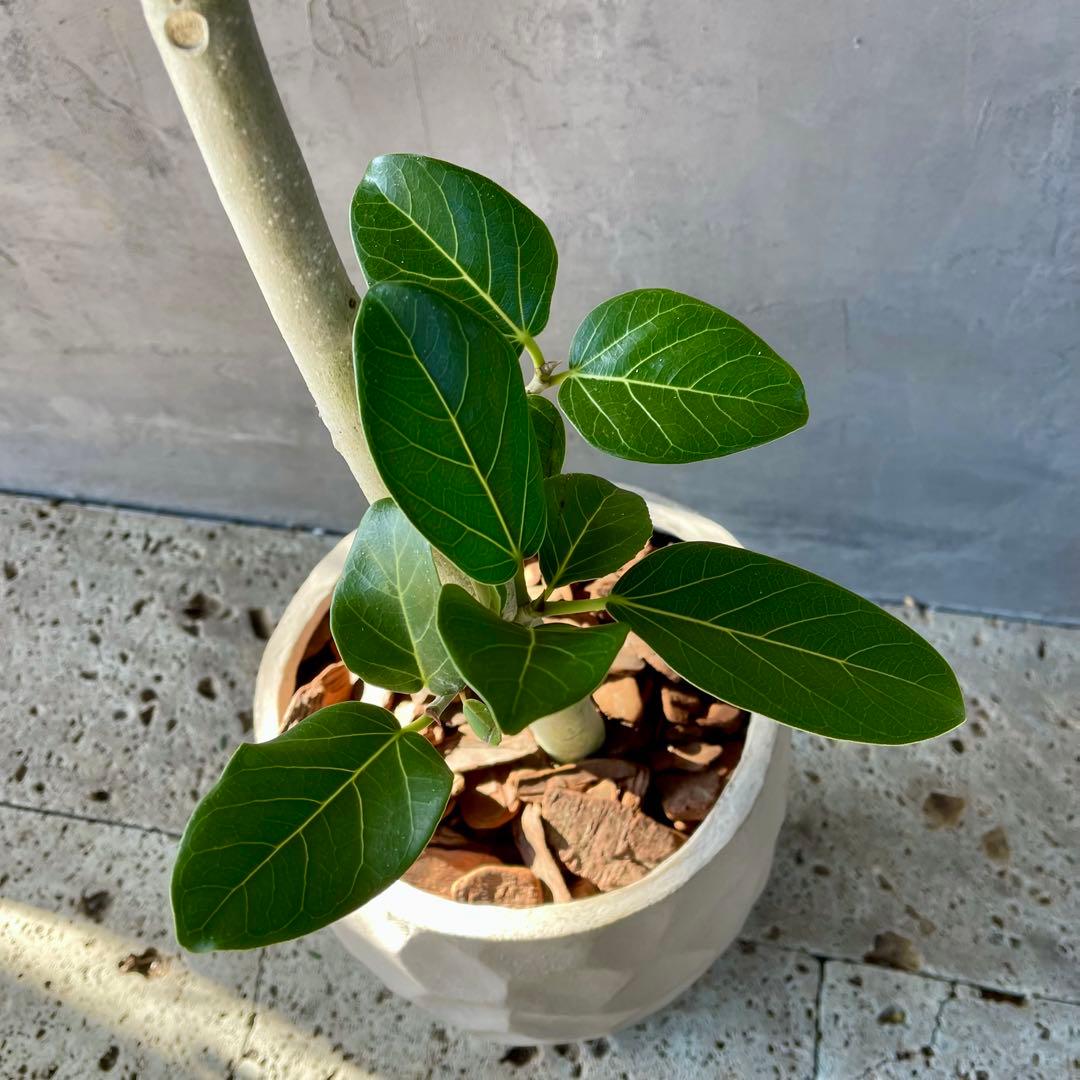 大型　フィカス　ベンガレンシス　曲がり仕立て　10号　陶器鉢　植え込み