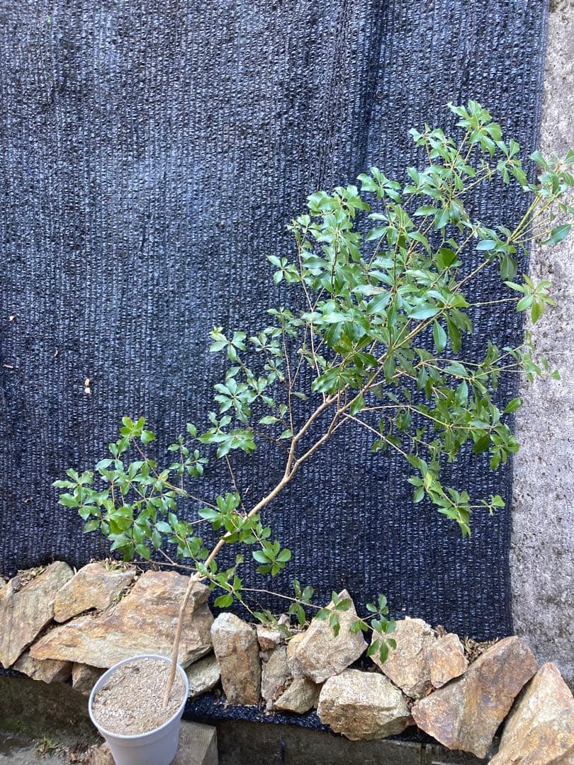 山採り　アセビ　馬酔木　約160センチ