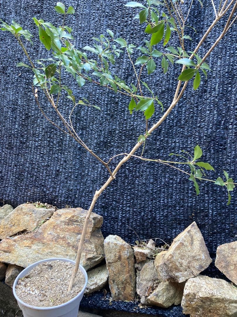 山採り　アセビ　馬酔木　約160センチ