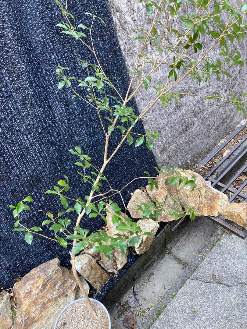 山採り　アセビ　馬酔木　約160センチ