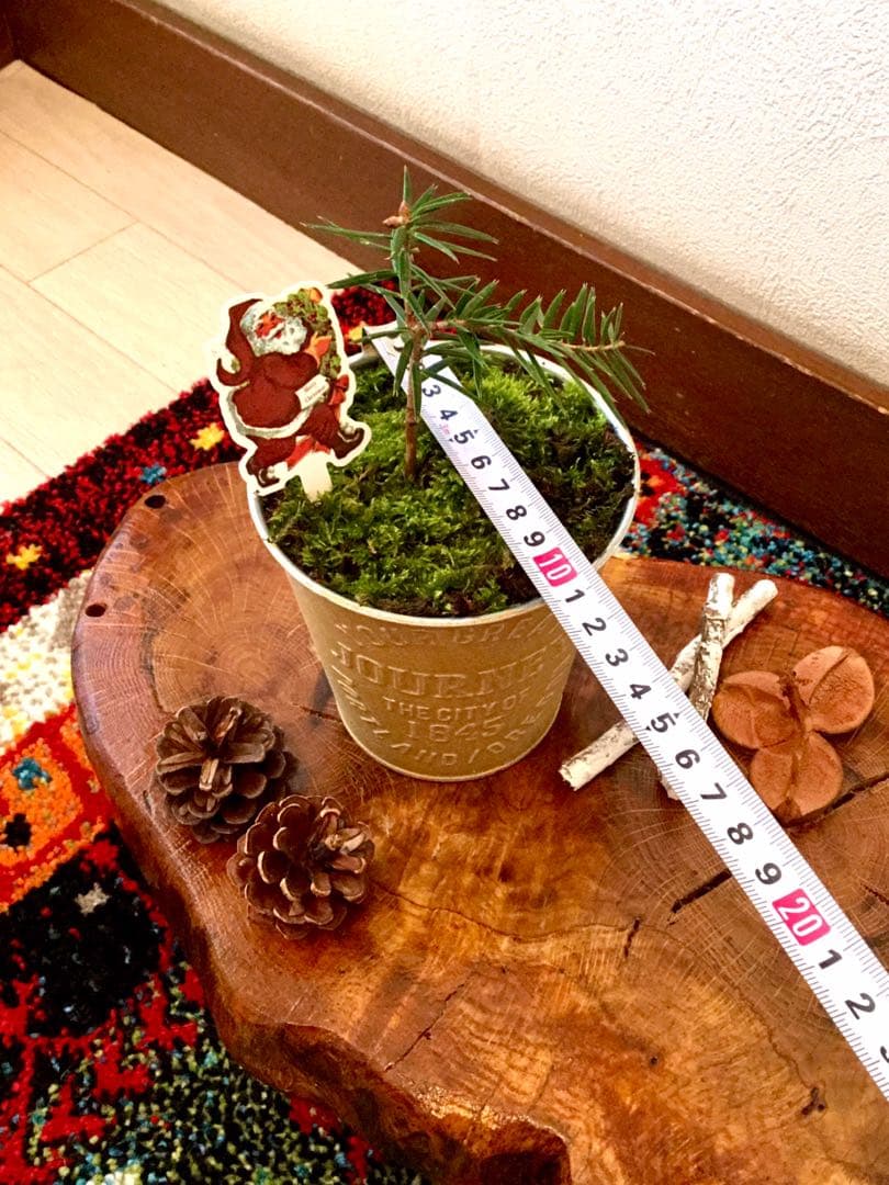 天然野生の可愛い森の樅の木さん【もみの木＊モミの木＊クリスマスツリー】