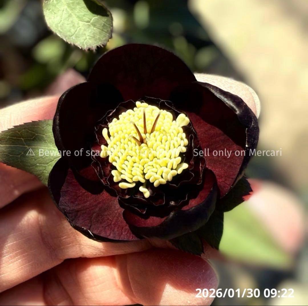 D*A様 ■加藤農園■ 今季株分け クリスマスローズ メルカリ便