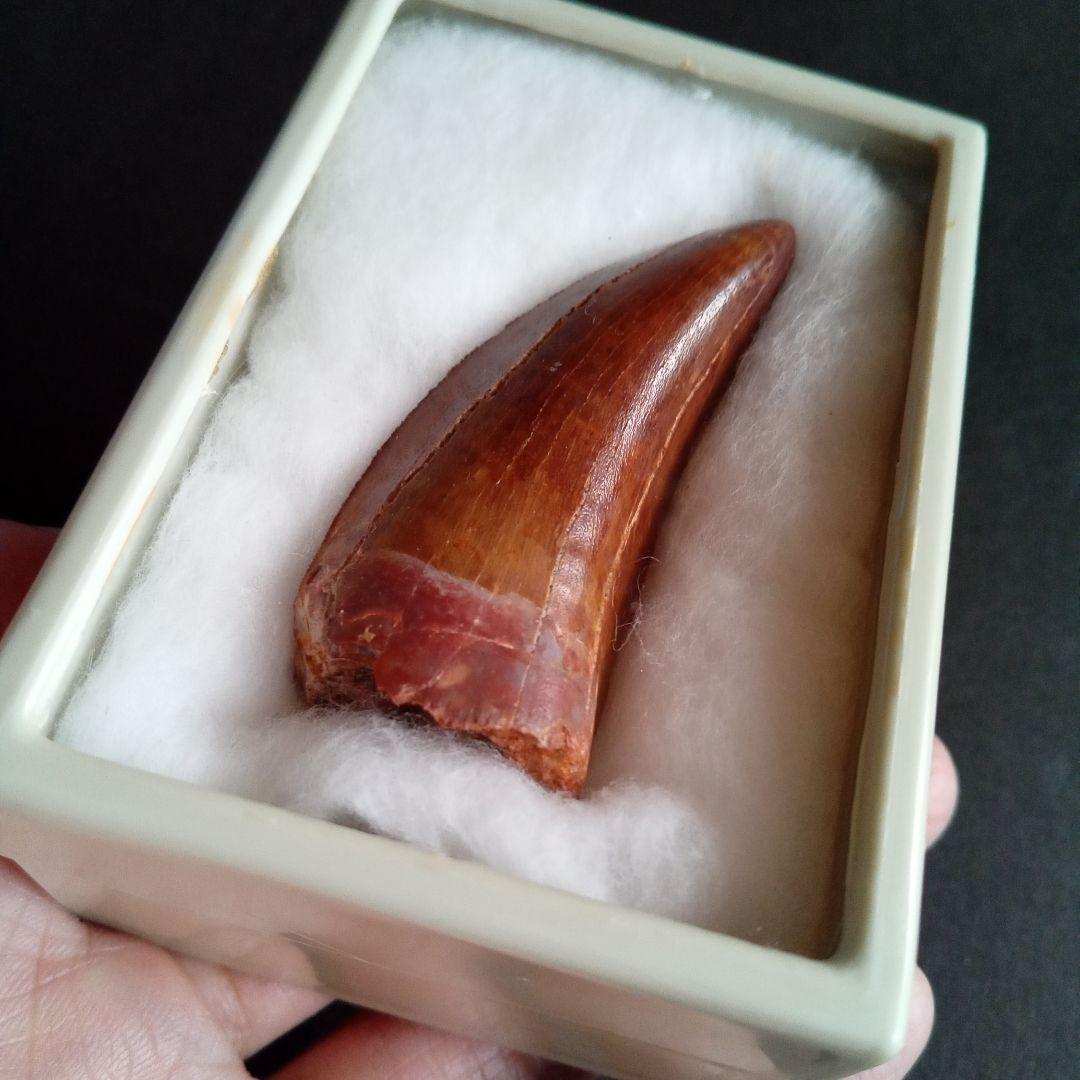 歯化石　恐竜　アフリカ獣脚類　極美麗　高品質標本