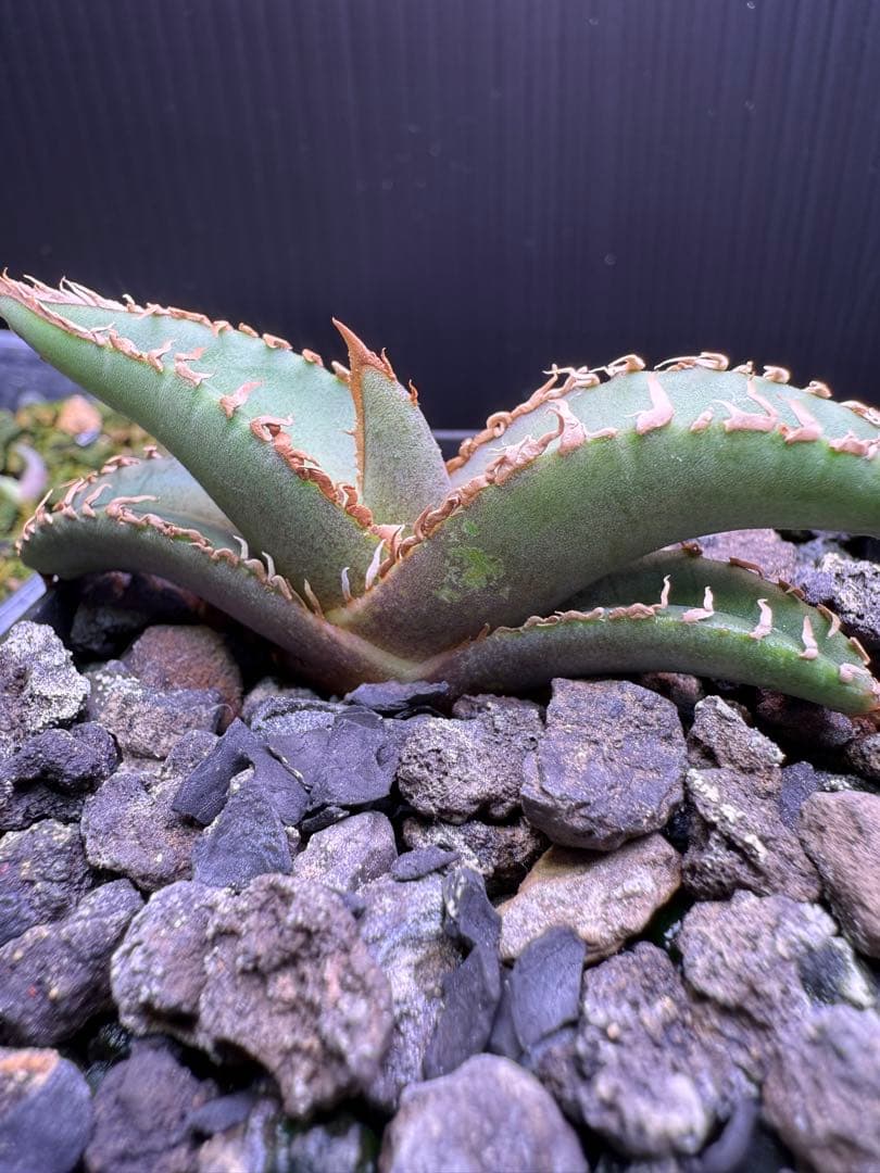 タ*カ様 2026 初売り アガベ オテロイ実生 等 No.4