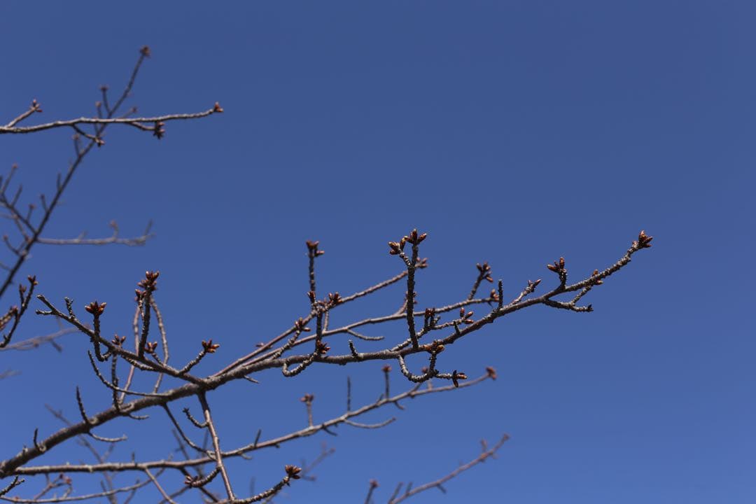 Canon EF 50mm f/1.4 USM フード、フィルター付