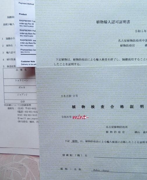 【hasemania様】ラズベリー苗 Tulameen（トゥラミーン）　大株