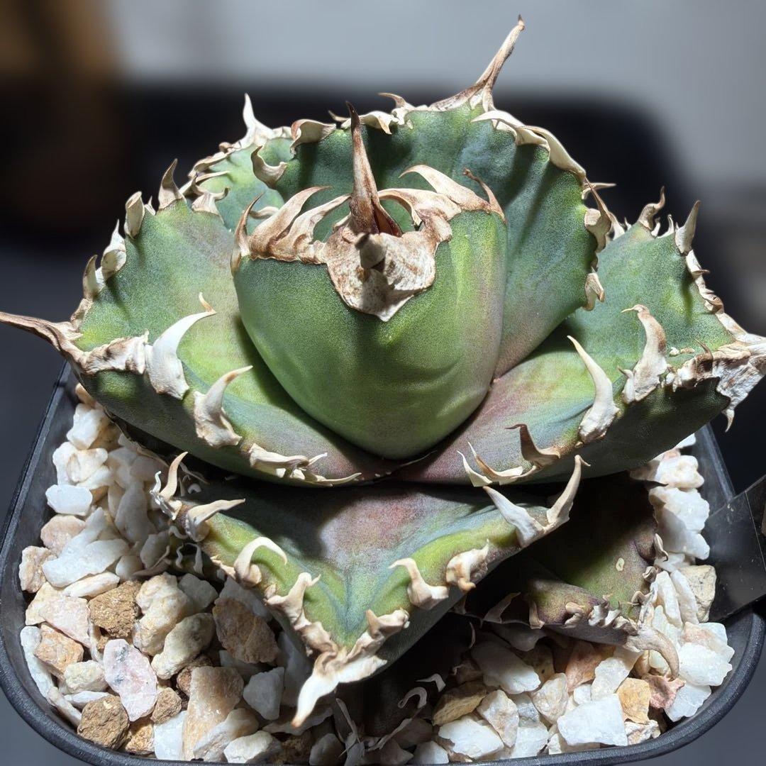 アガベチタノタ　金剛　キングコング　龍球会産OC ライセンスプランツさん株