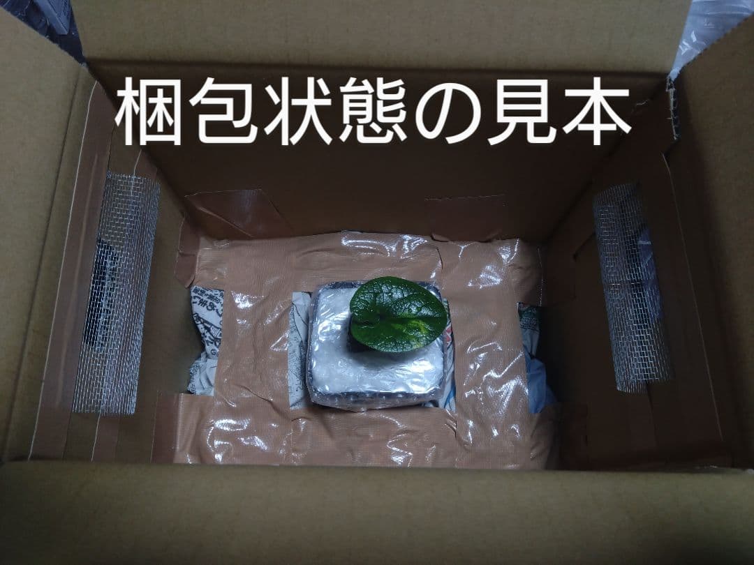 斑入り　カンアオイ　タマノカンアオイ　城山(しろやま)