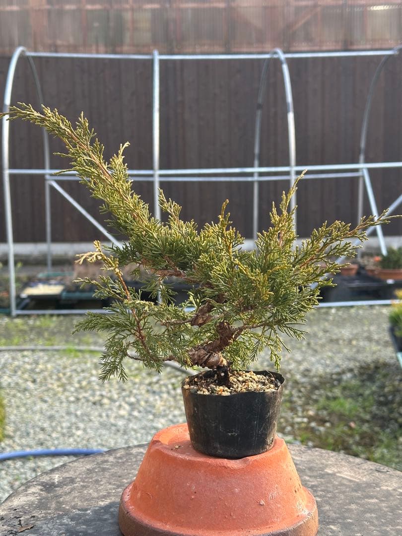 盆栽素材 糸魚川真柏3本まとめ売り