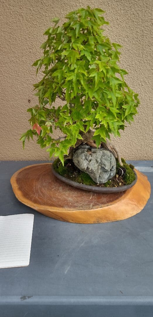 貴風盆栽石付きの楓