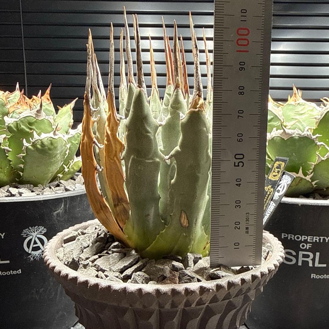 エボリスピナ　現地球　発根済