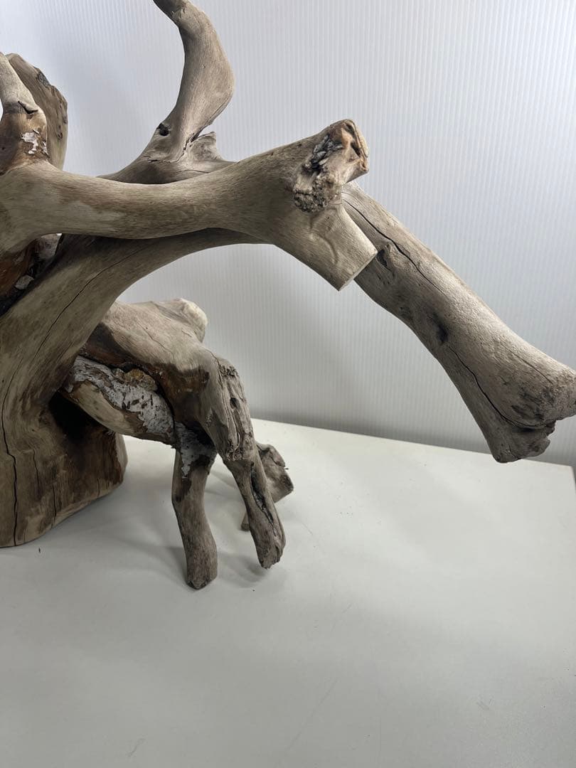 W21特大流木 アク抜き済み流木 爬虫類シェルター 止まり木 バードアスレチック