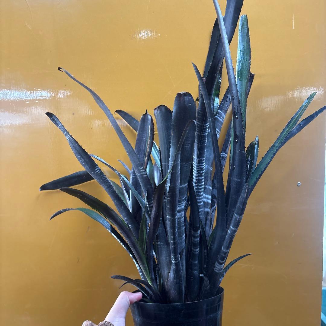 ビルベルギア　ダースベイダー　特大株②