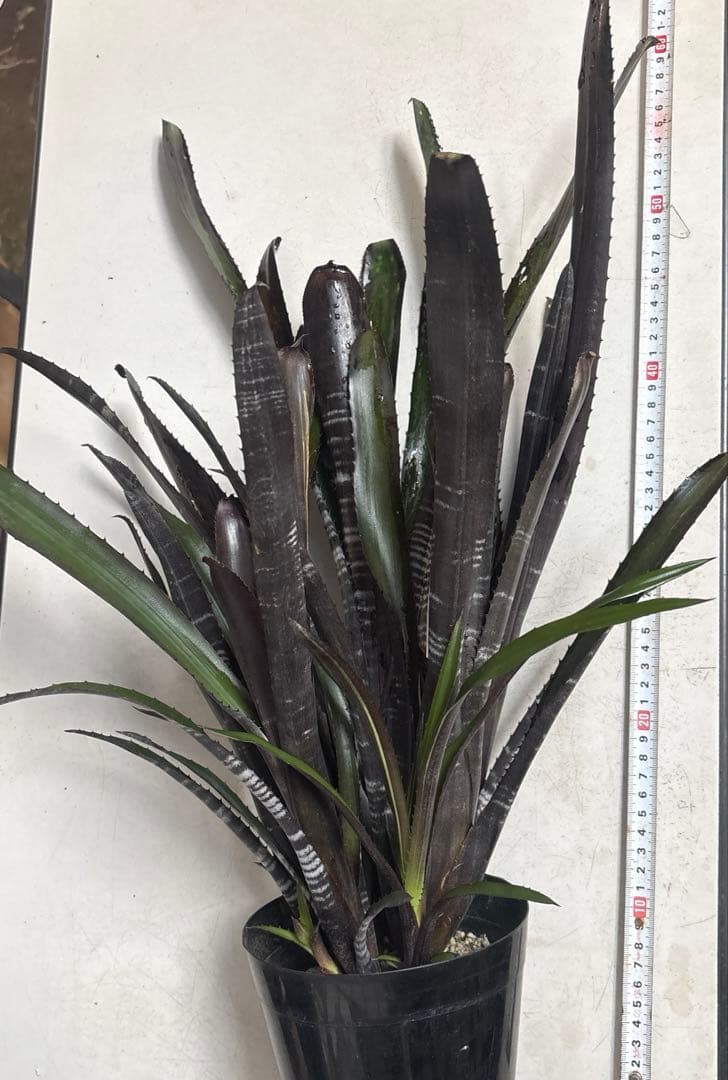 ビルベルギア　ダースベイダー　特大株②