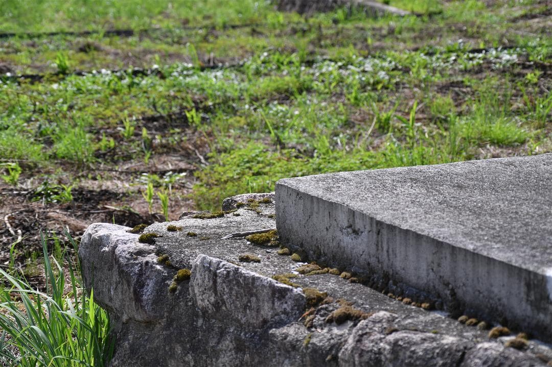 タムロン SP Macro 90mm F2.8 マクロレンズ C/Yマウント