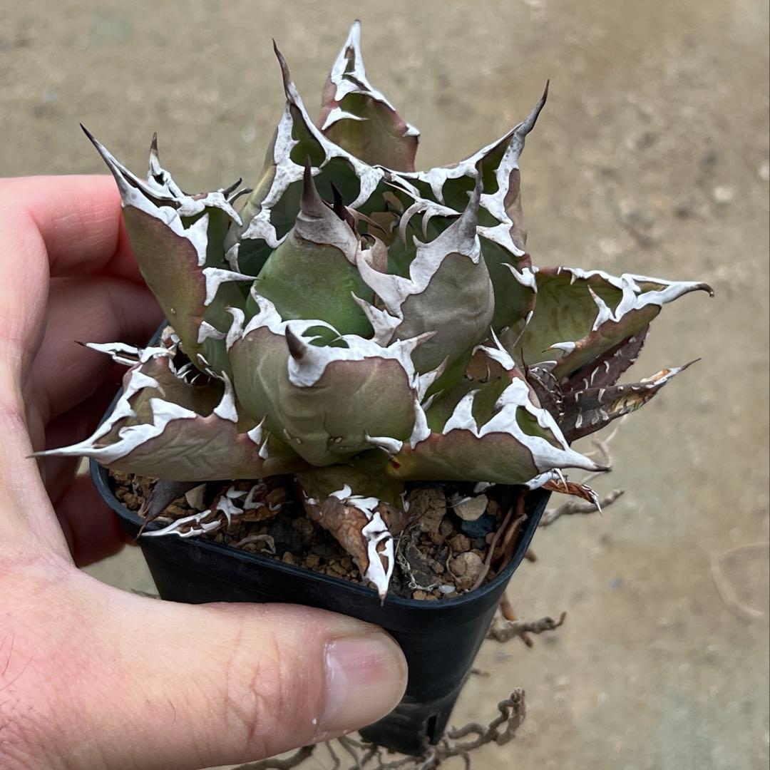 アガベ　チタノタ　農大　国産　活着済