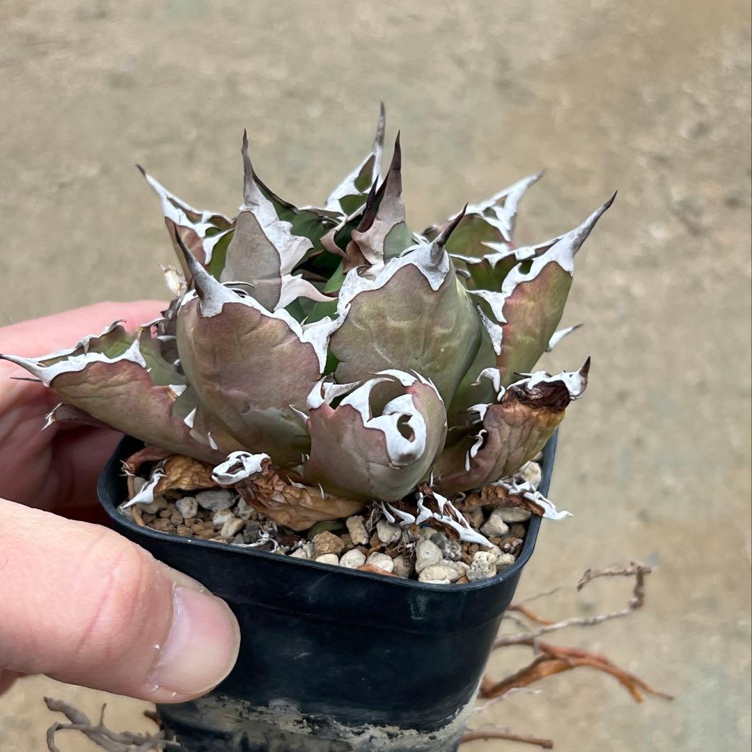 アガベ　チタノタ　農大　国産　活着済