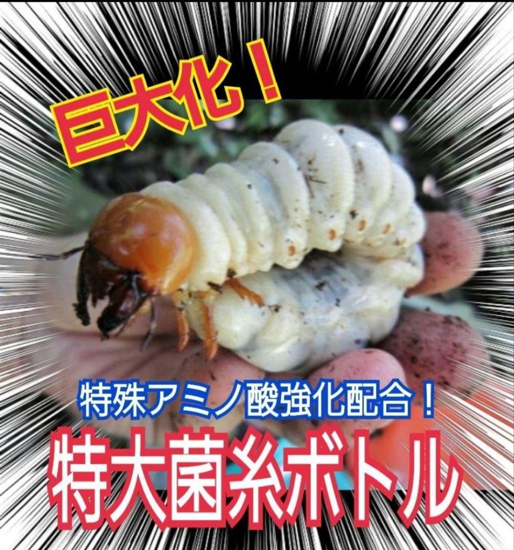 極上！ヒマラヤひらたけ菌糸瓶　特大1500ml【5本セット】トレハロース強化配合